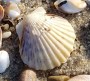 Cape Cod Scallop Shell