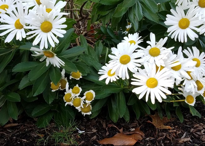 Montauk Daisies Missing Petals