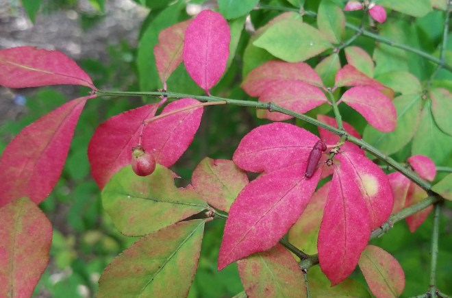 Autumn Burning Bush Leaves and Fruit