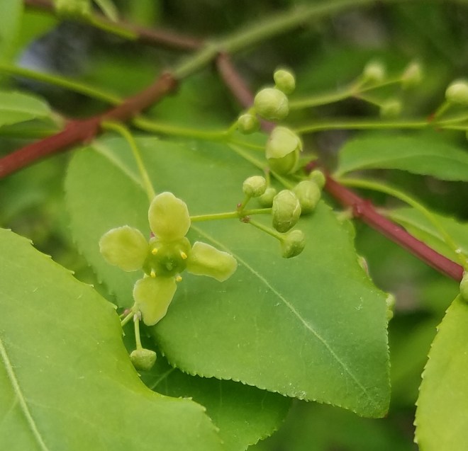Burning Bush Spring Flowers