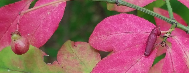 Burning Bush Seed Pods