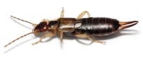 Common Earwig