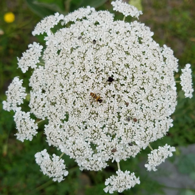 Queen Anne's Lace