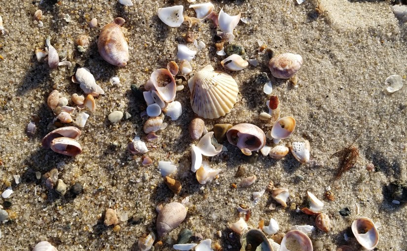 Cape Cod Seashells