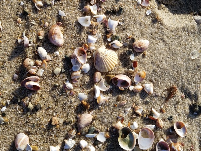 Cape Cod Seashells