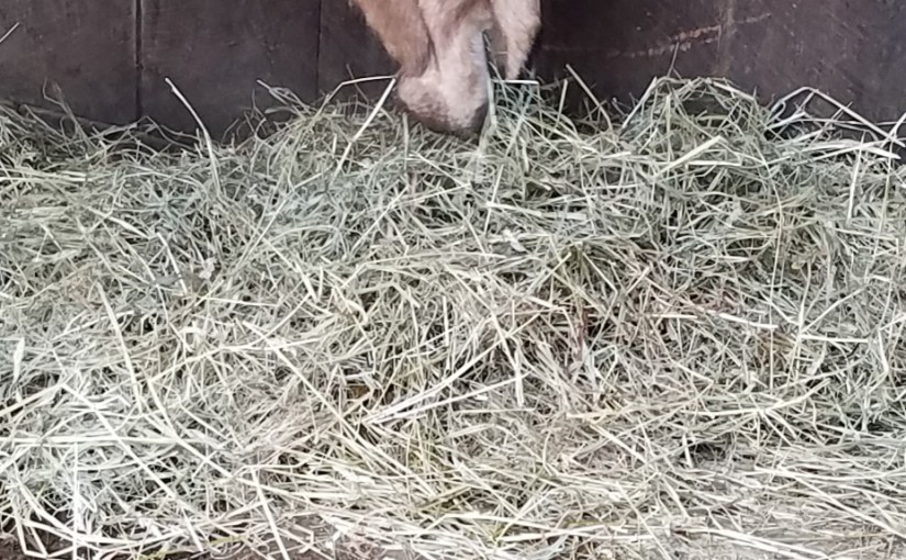 Lessons from the Horse Farm - Part 2