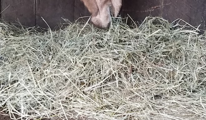 Lessons from the Horse Farm - Part 2