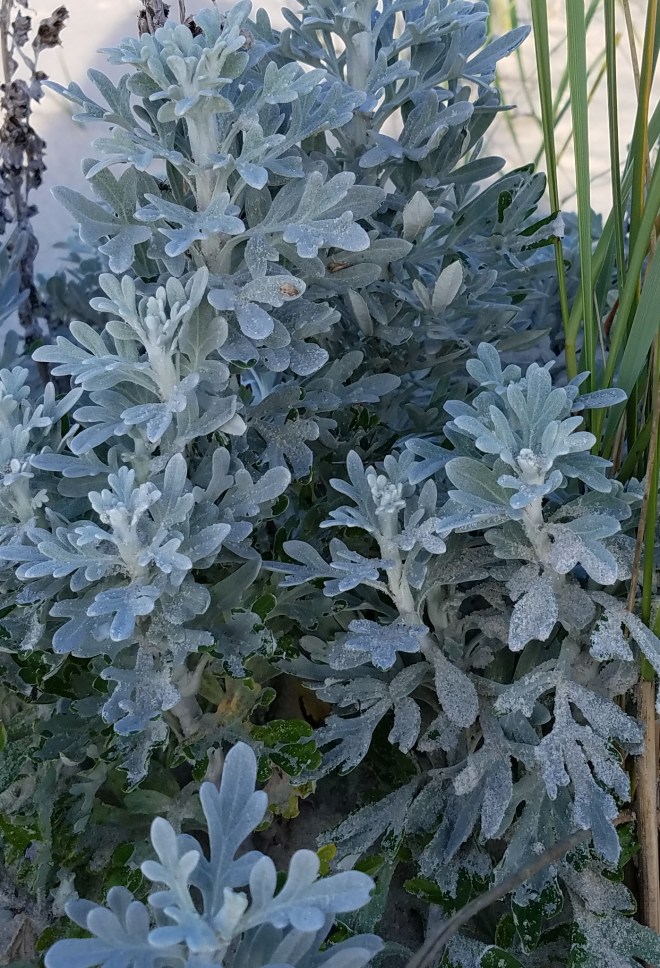 Salty American Sea Rocket