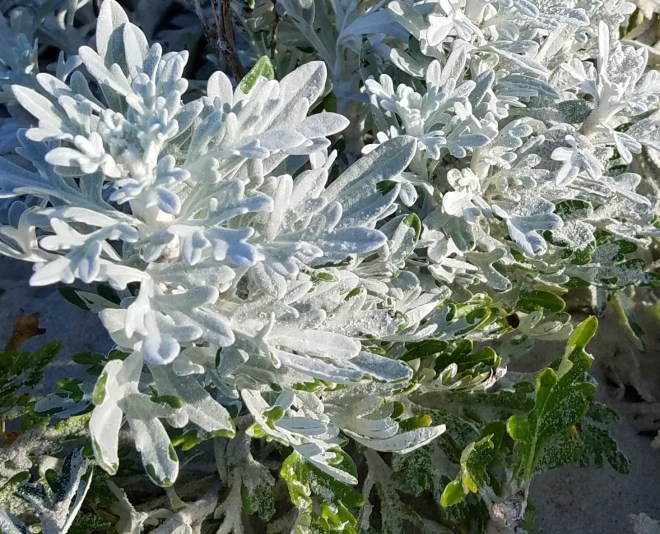 Salty American Sea Rocket