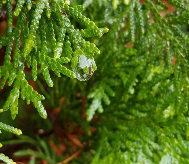Water droplet on cedar branch