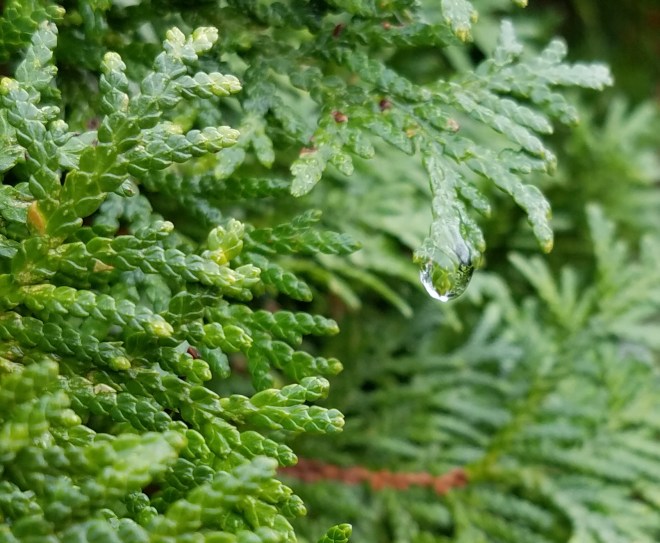 Water droplet on cedar tree