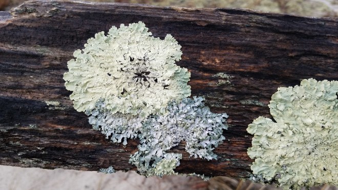 Lichen on wooden fence