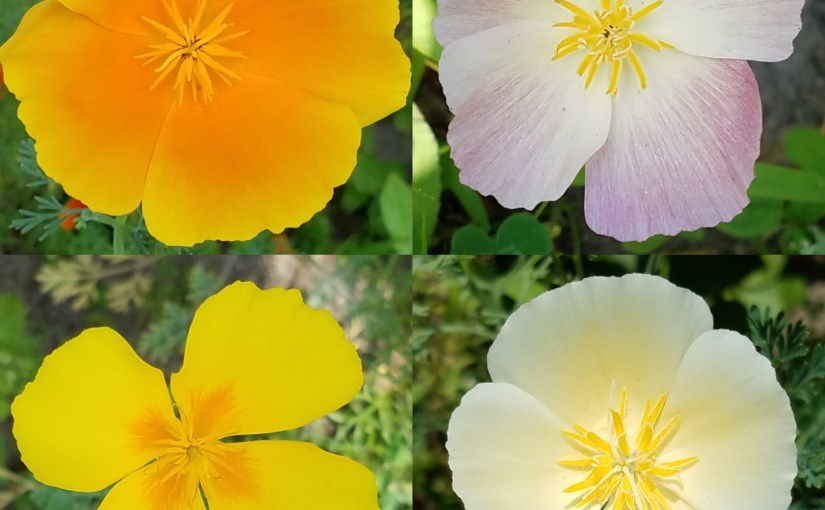 Where to Find&nbsp;Joy