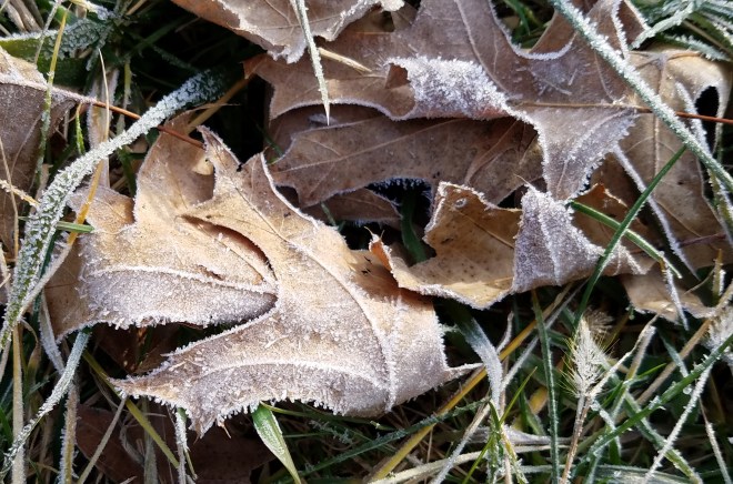 Frosty Leaves