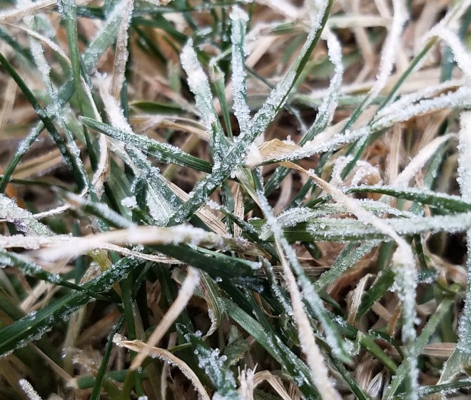 Frosty Grass Blades