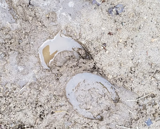 Hoof print in mud