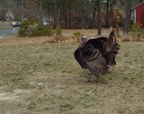 Wild turkey