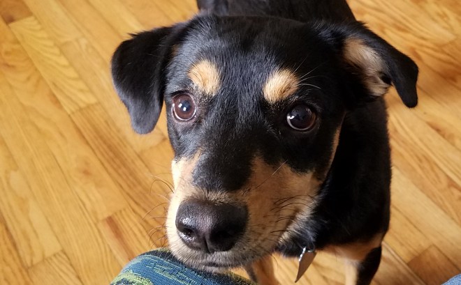 Dog looking up waiting for something