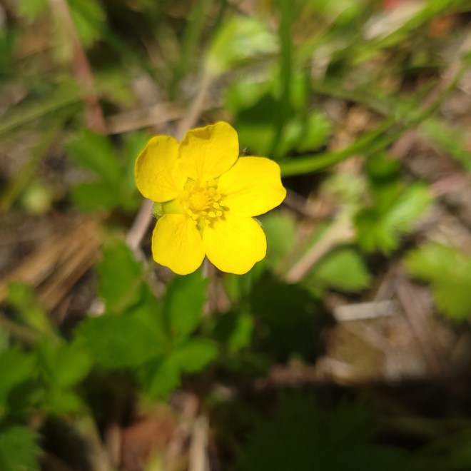 Common Cinquefoil