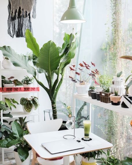 Work desk bathed in natural light, surrounded by plants