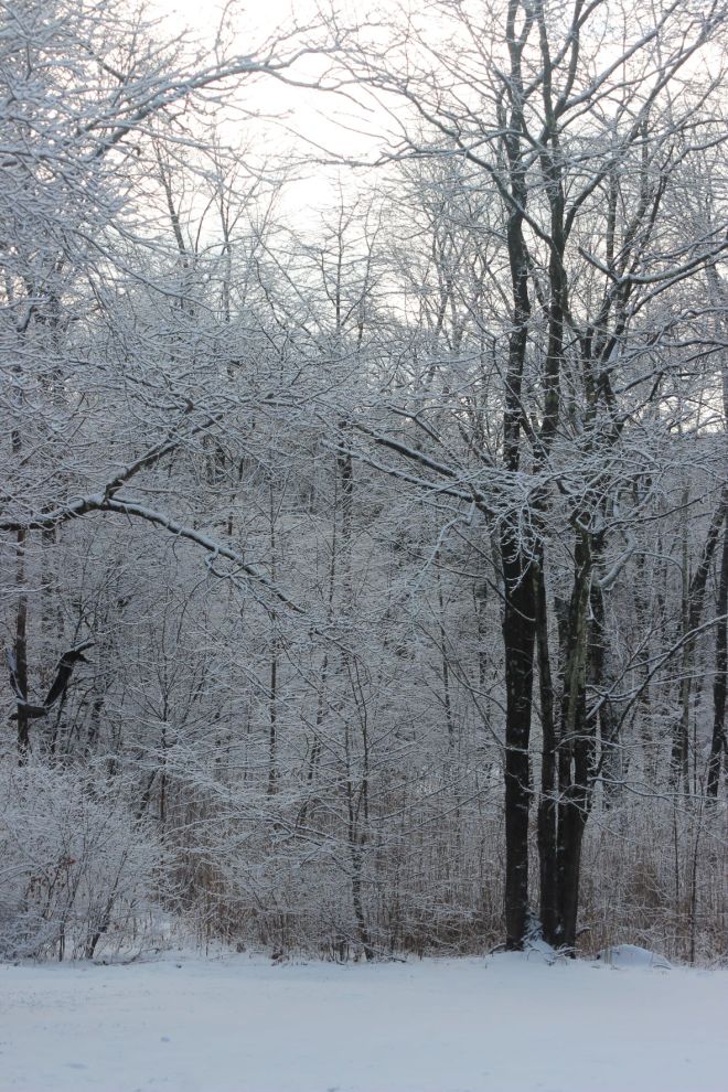 Snow blanketing leafless tree branches in the forest