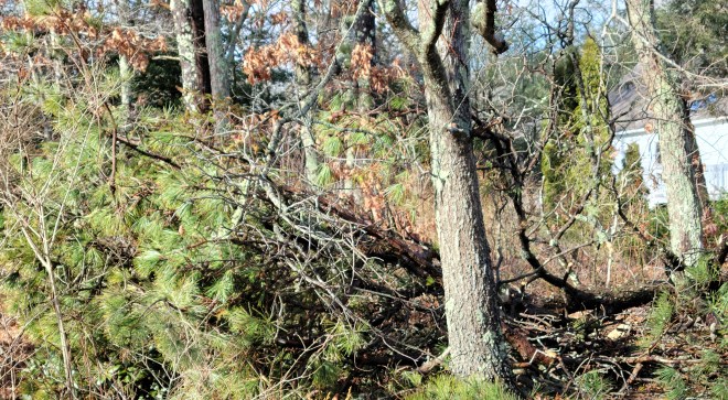 Pine tree down in the woods