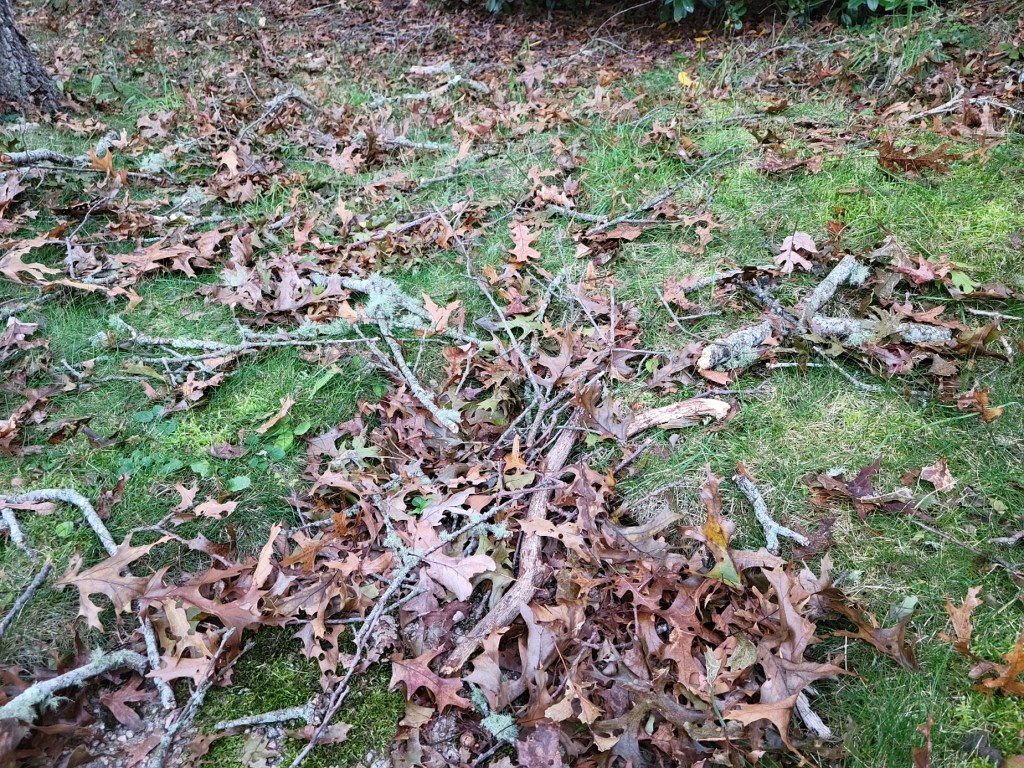 Twigs and leaves covering a lawn after a fall storm