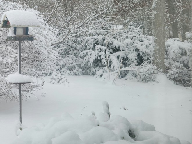 Snow-covered evergreen bushes with bird feeder