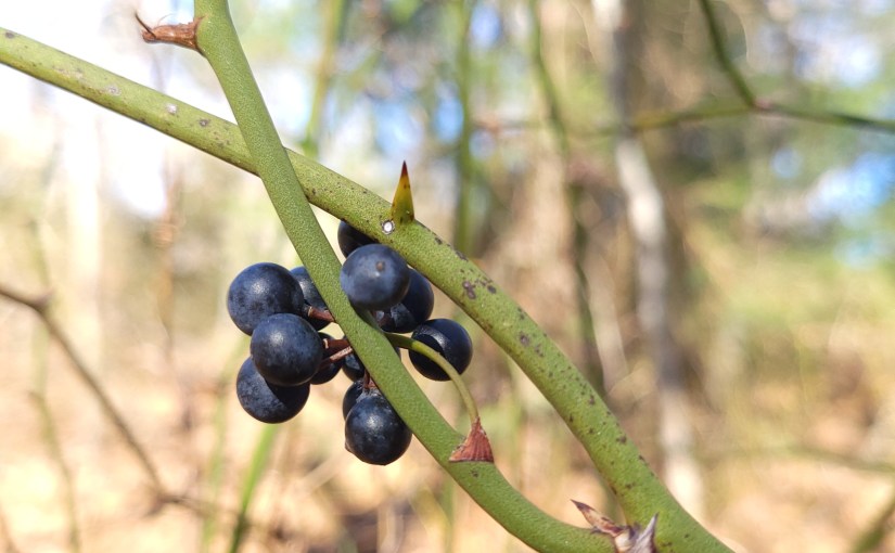 Blue berries on green thorny vine