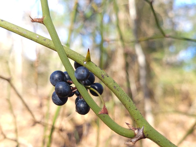 Blue berries on green thorny vine