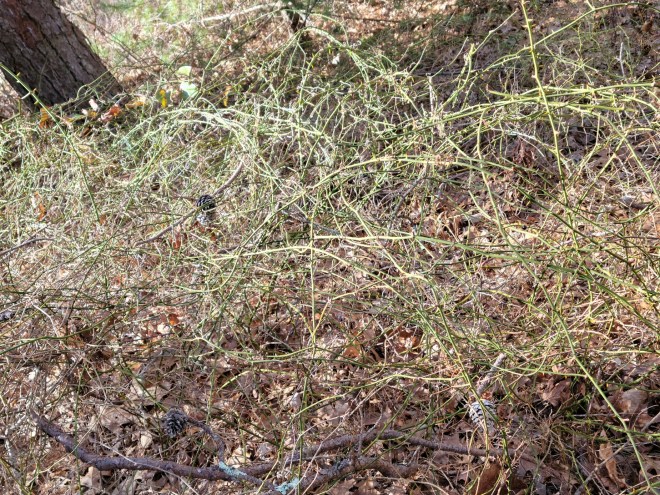 Tangle of Catbrier Vines