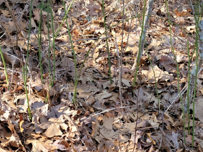 Catbrier vines against brown leaf litter backdrop