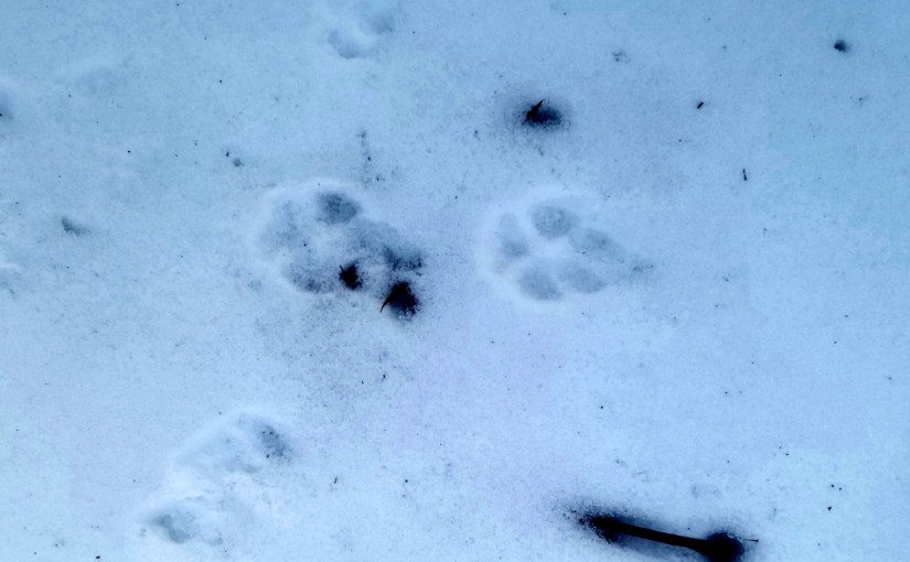 Coyote tracks in the snow