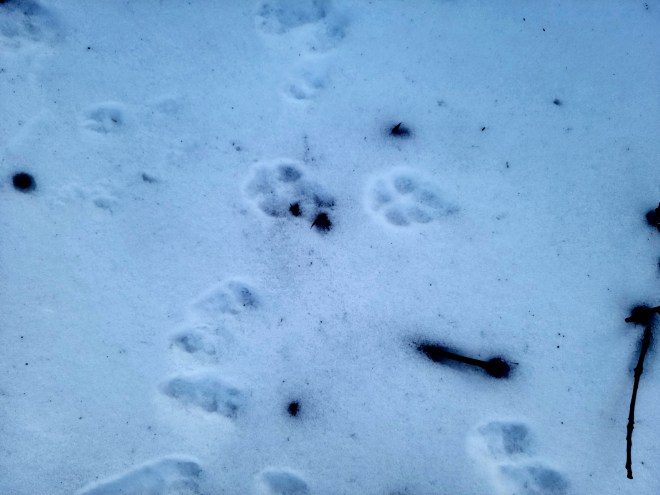 Coyote tracks in the snow