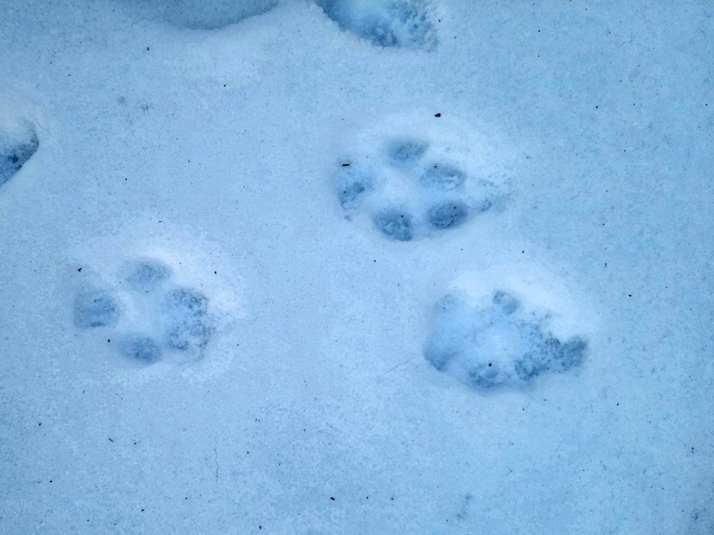 Dog tracks in the snow