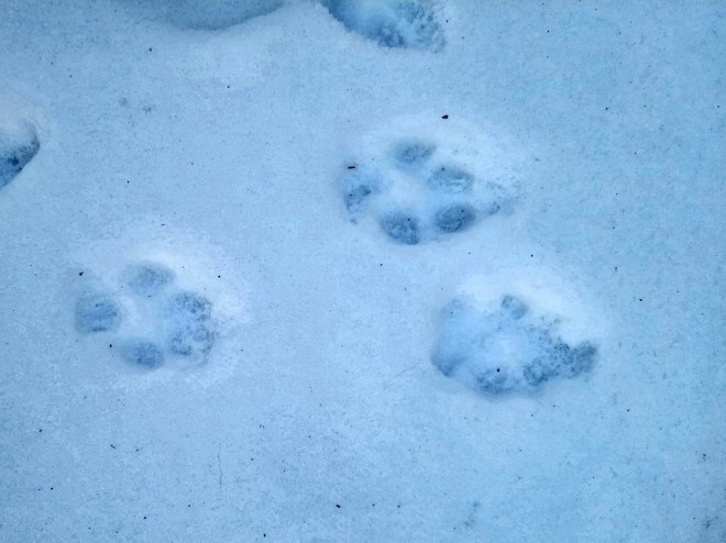Dog tracks in the snow