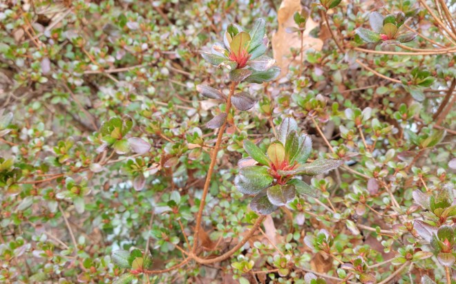New Azalea shoots