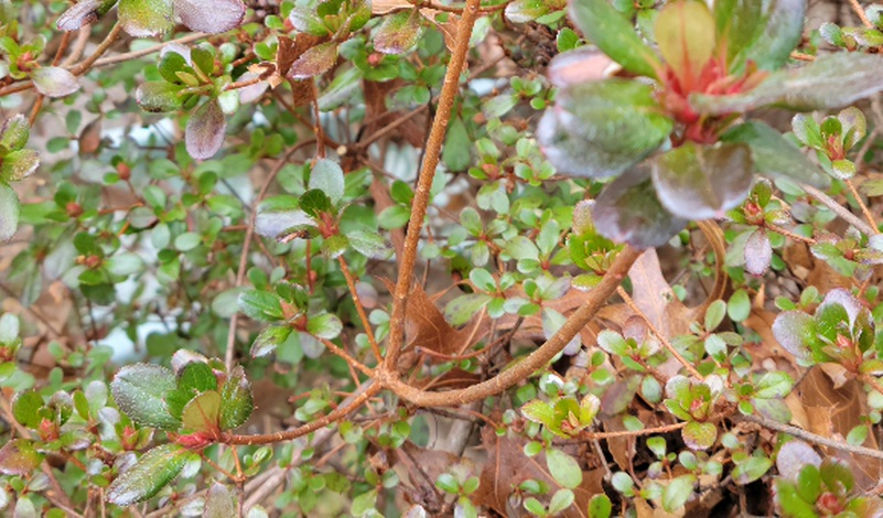 Azalea branch growth