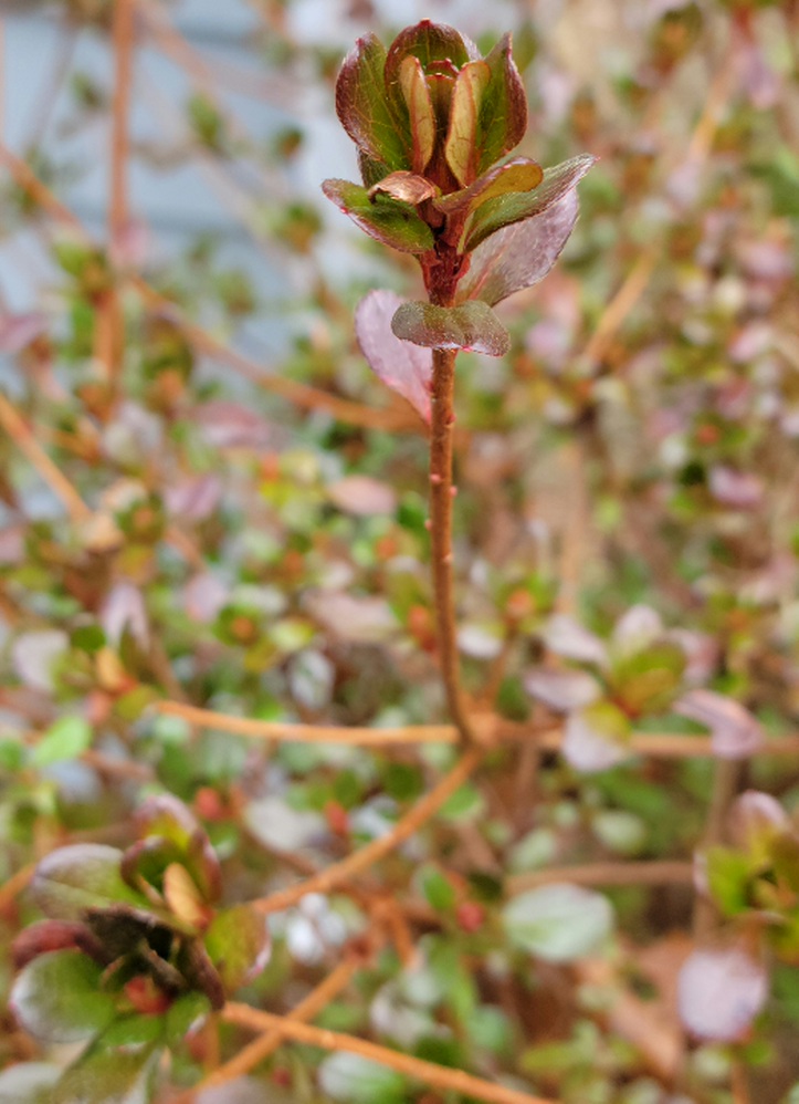 Azalea shoot with leaves