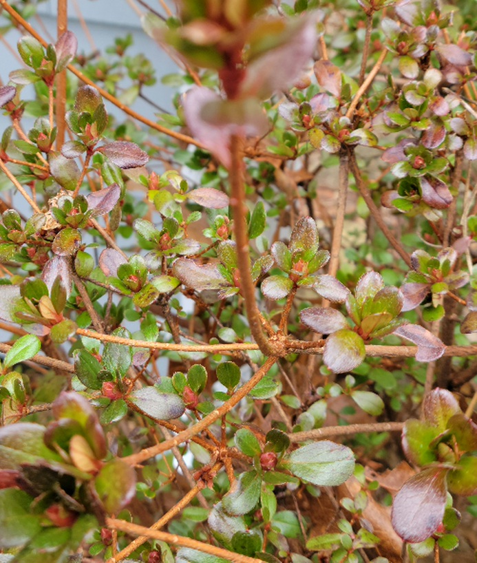 Azalea branch split with flower buds