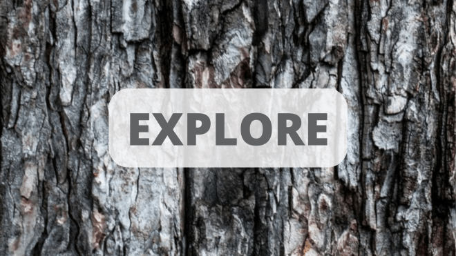 Explore title with tree bark background