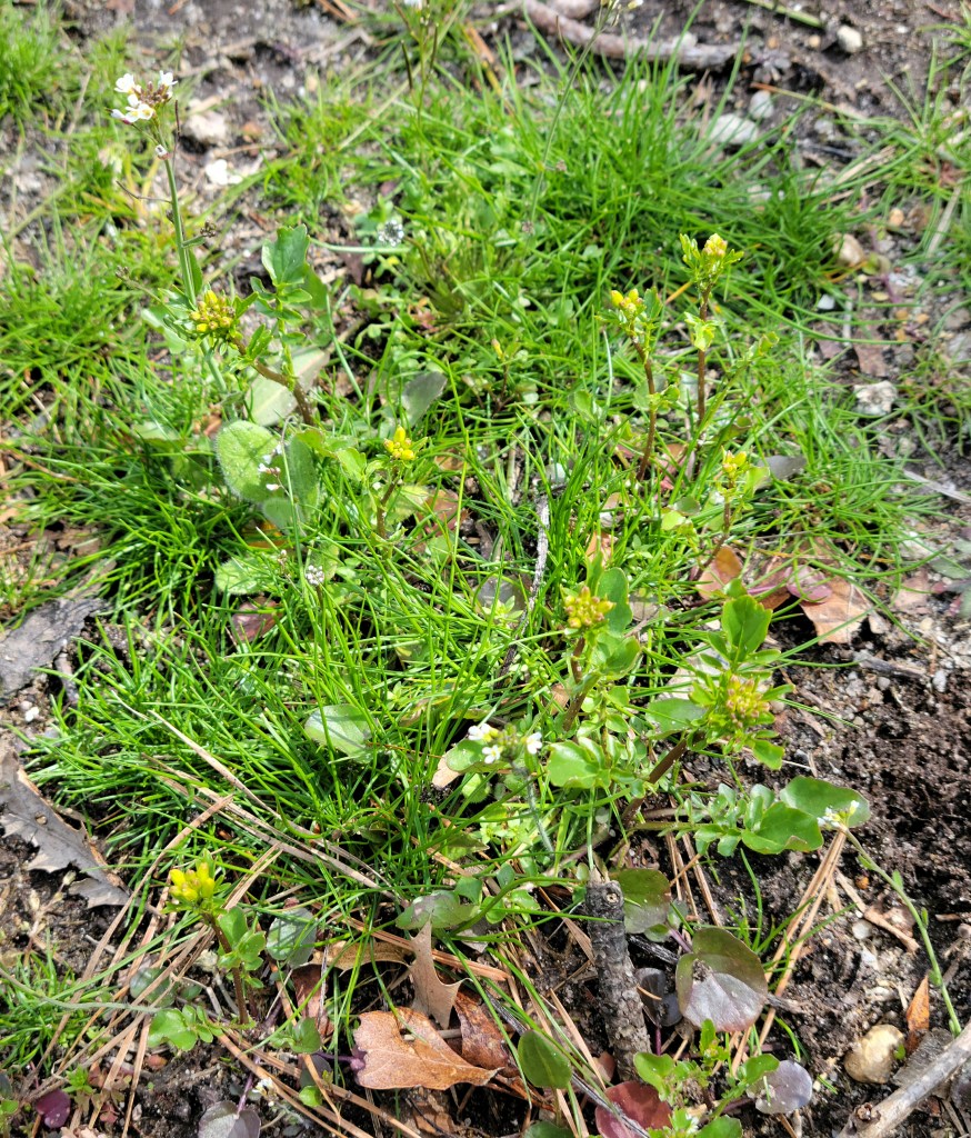 Patch of green grass and spring weeds surrounded by dirt