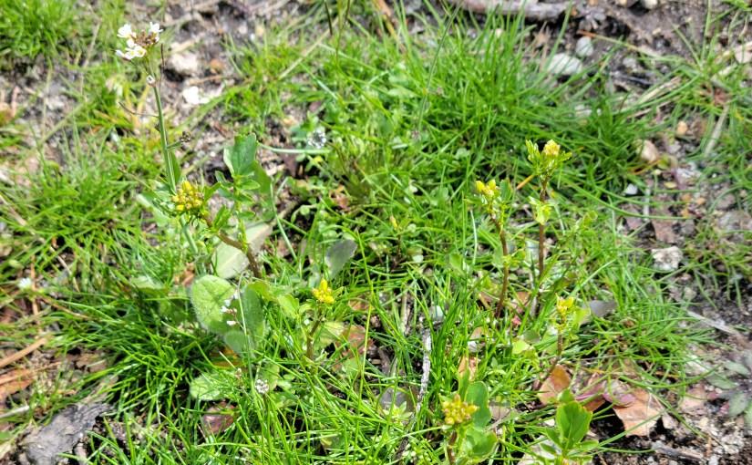 Spring weeds in the flower garden