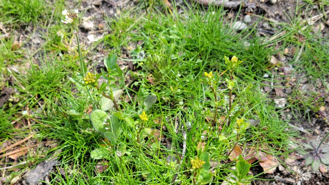 Spring weeds in the flower garden