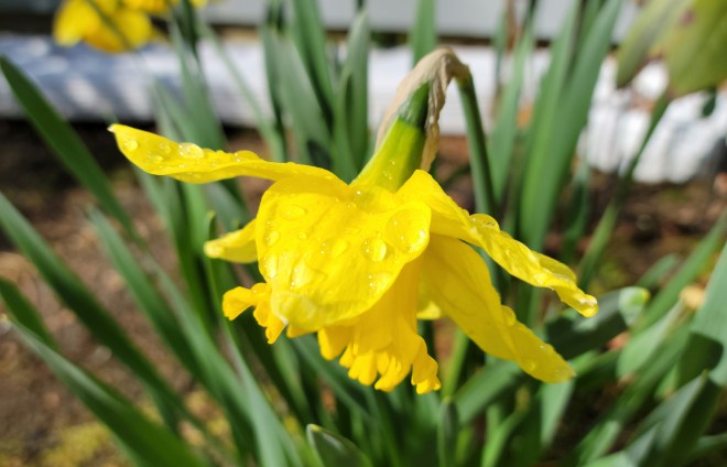 Bright yellow daffodil covered in raindrops