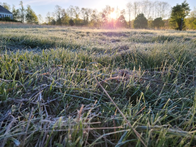 Sun rising over frosty meadow grasses
