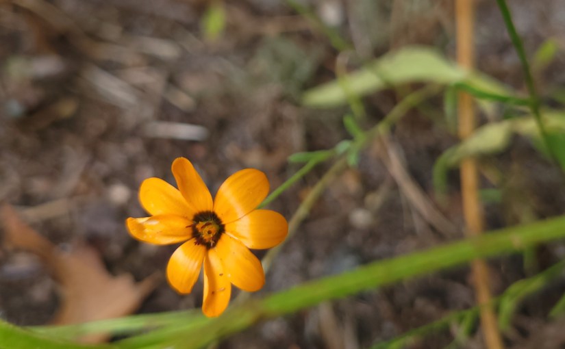 Chance: Five Minute Friday&nbsp;Prompt