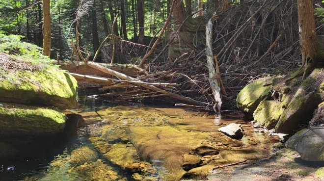 Clear mountain stream running between rocks and a fallen tree