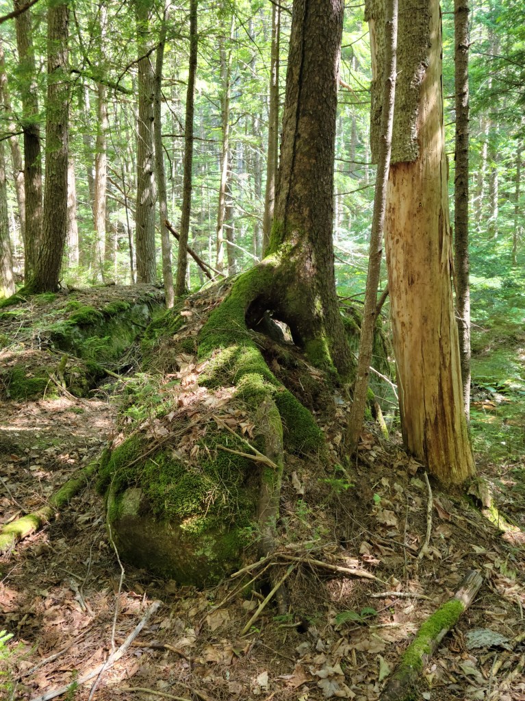 A tall tree stands atop a boulder, reaching to the sky
