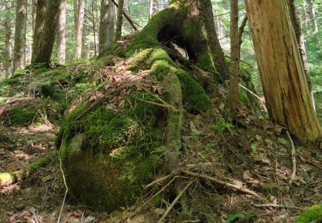 Giant tree roots reach over a boulder to reach the ground below